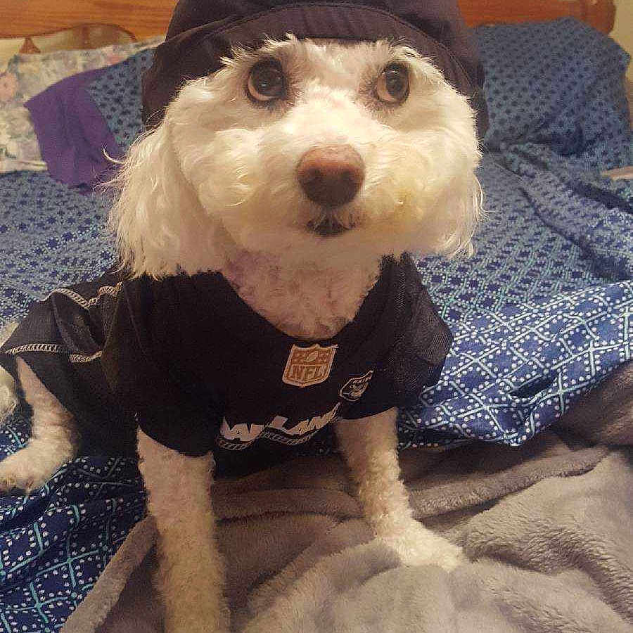 Sophie Rae joined the competition — help win amazing prizes! bed, bedding, bedroom, big_eyes, blanket, cute, dog, fur, hat, indoor, jersey, nfl_logo, nose, pet, pillow, portrait, raiders_logo, sitting, small_dog, wooden_headboard