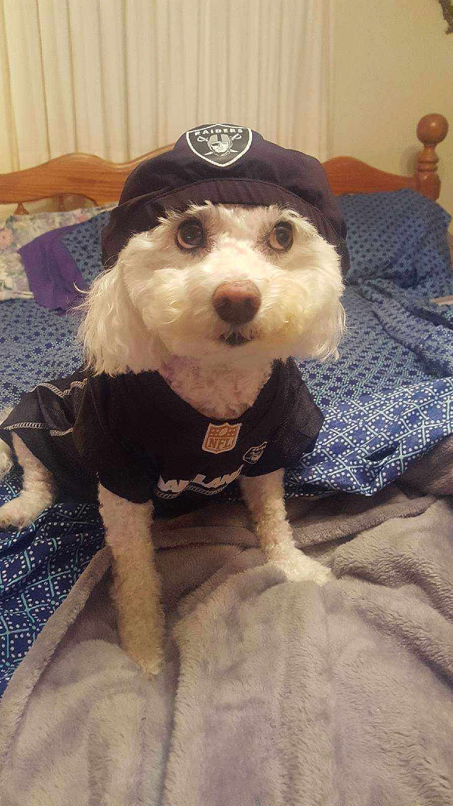 Sophie Rae joined the competition — help win amazing prizes! dog, small_dog, pet, hat, jersey, nfl_logo, raiders_logo, bed, blanket, pillow, bedding, bedroom, wooden_headboard, fur, big_eyes, nose, portrait, cute, sitting, indoor