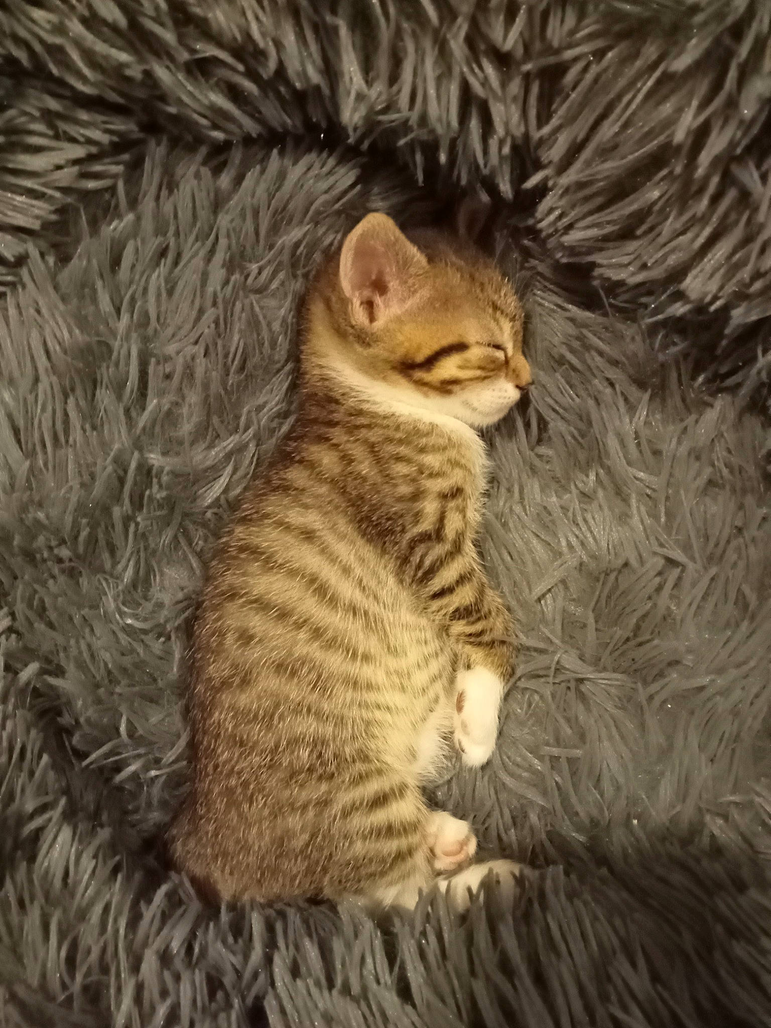 Claquette participe au concours pour gagner de l'argent avec cette photo : carnivore, cat, claw, domestic_short_haired_cat, eye, fawn, felidae, fur, head, paw, plant, sitting, small_to_medium_sized_cats, snout, tail, terrestrial_animal, tree, whiskers, wildlife, wood