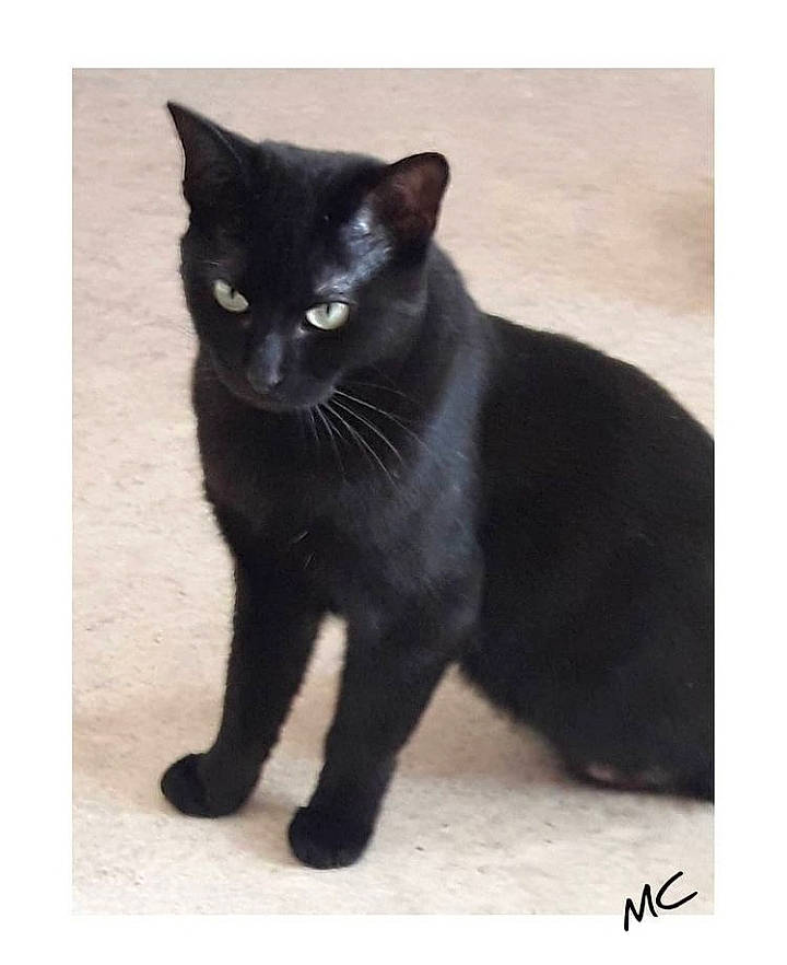 Emy a rejoint le concours — aidez-le/la à gagner de superbes lots ! black, black_cat, bombay, carnivore, cat, domestic_short_haired_cat, felidae, fur, iris, mammal, organism, sitting, small_to_medium_sized_cats, snapshot, snout, tail, terrestrial_animal, vertebrate, whiskers, white