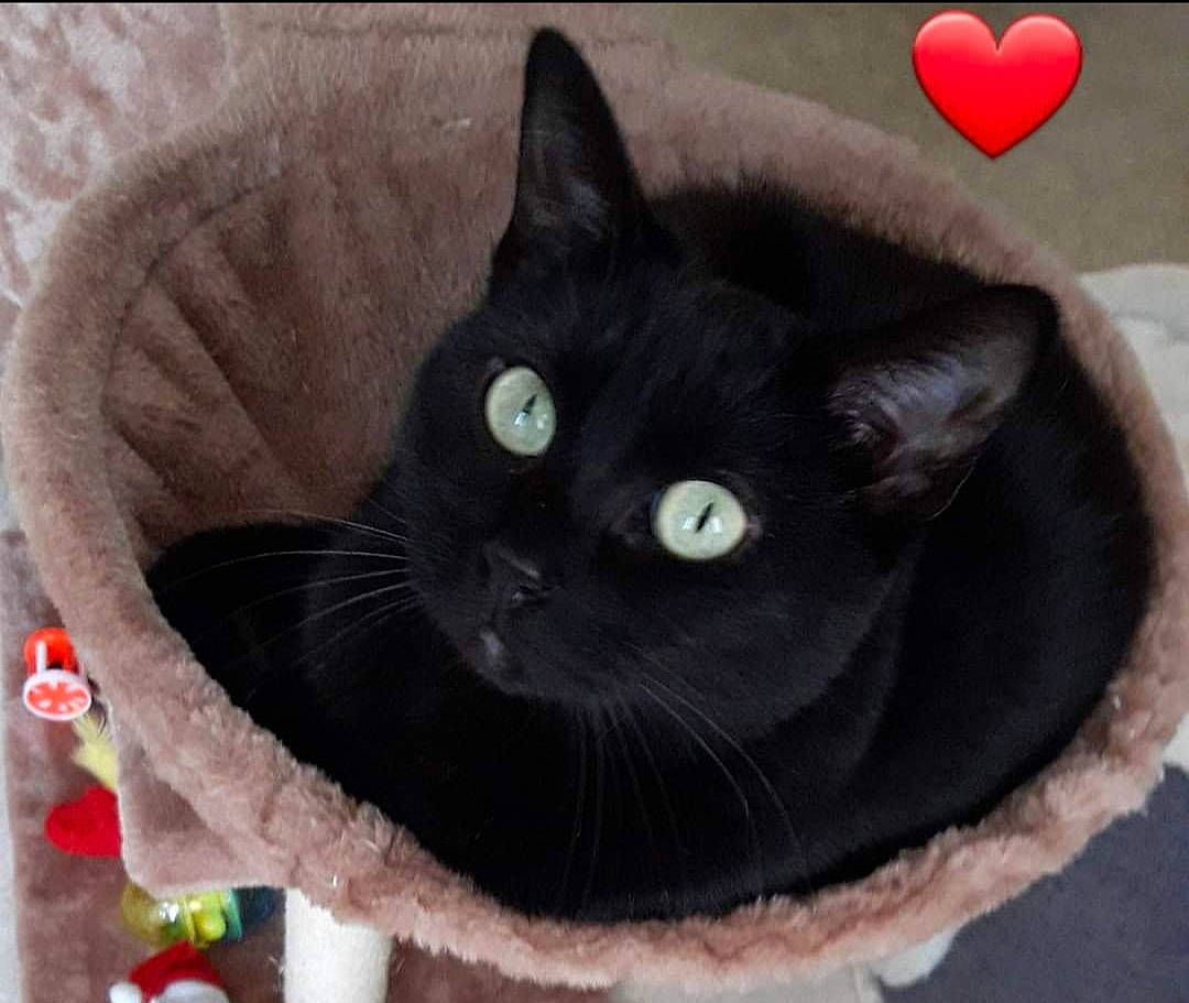 Emy a rejoint le concours — aidez-le/la à gagner de superbes lots ! black_cat, carmine, carnivore, cat, cat_bed, cat_furniture, cat_supply, coquelicot, felidae, fur, heart, iris, love, pet_supply, small_to_medium_sized_cats, snout, vertebrate, whiskers