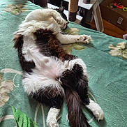 Miso is registered to the contest to win money with this photo: cat, tuxedo_cat, fluffy, belly_up, paws, tail, bed, blanket, green, floral_pattern, indoor, pet, relaxed, sleeping, cat_tree, cardboard_box, toys, cozy, fur, portrait