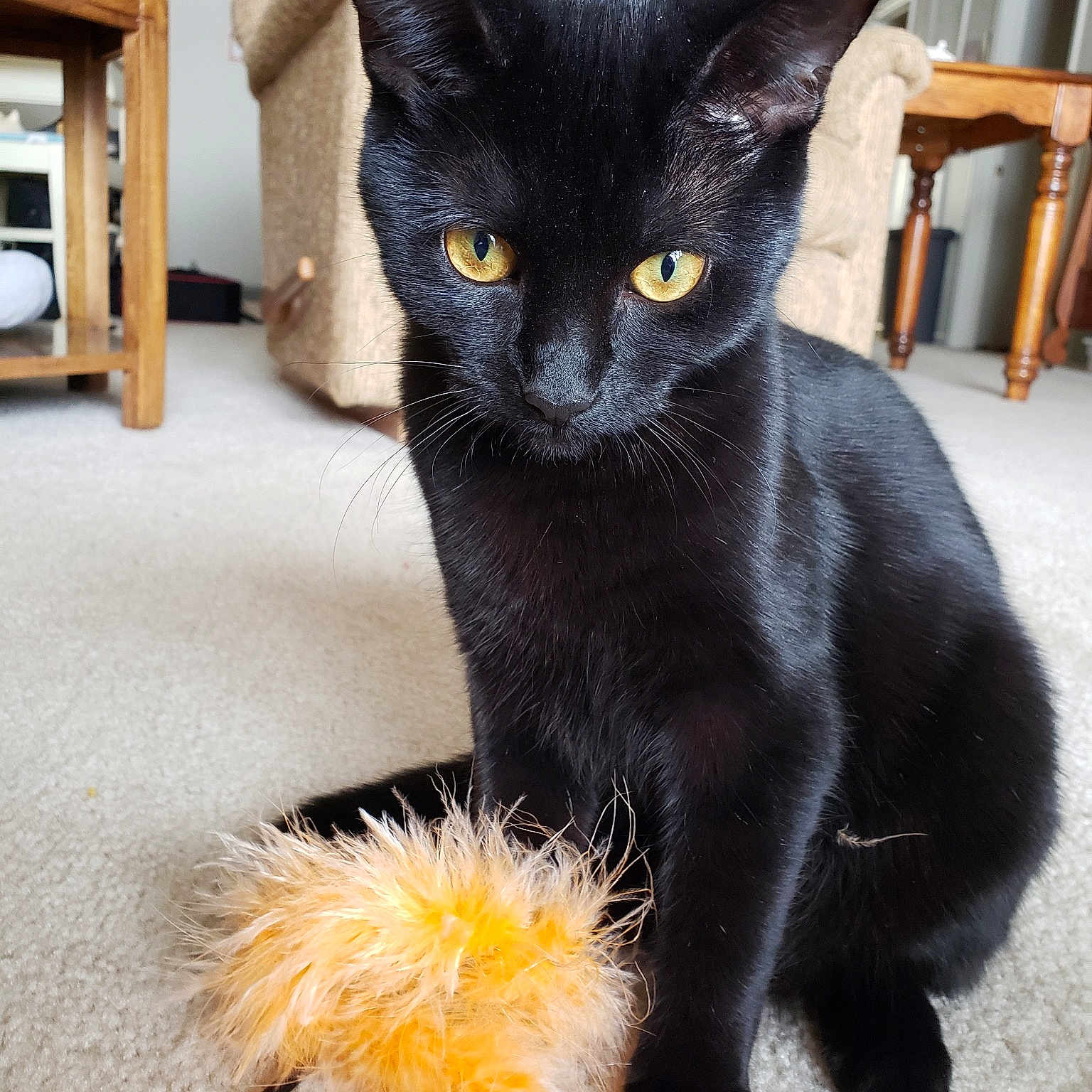 Gamora is registered to the contest to win money with this photo: asian, black_cat, bombay, burmese, carnivore, cat, claw, domestic_short_haired_cat, felidae, fur, havana_brown, kitten, korat, mammal, polydactyl_cat, small_to_medium_sized_cats, tail, vertebrate, whiskers