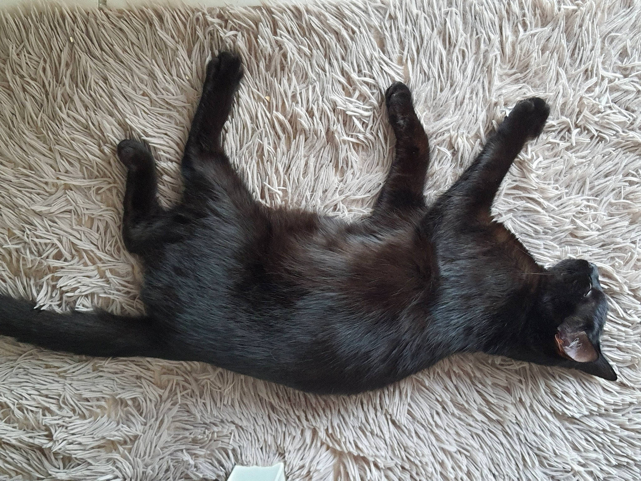 élia a rejoint le concours — aidez-le/la à gagner de superbes lots ! carnivore, cat, claw, comfort, dog_breed, felidae, fur, liver, paw, shadow, small_to_medium_sized_cats, snout, tail, terrestrial_animal