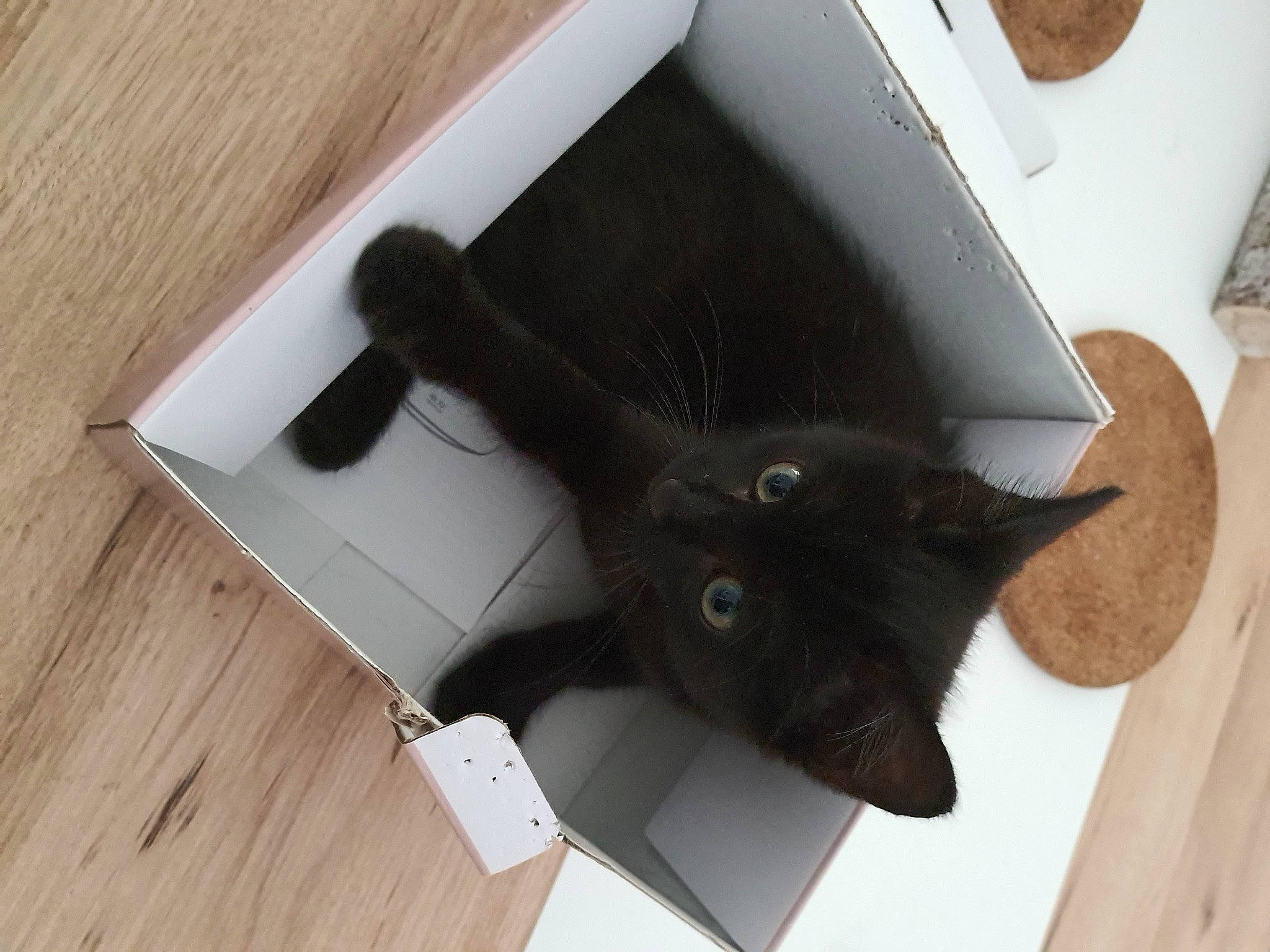 élia participe au concours pour gagner de l'argent avec cette photo : black_cat, box, cardboard, carnivore, cat, domestic_short_haired_cat, felidae, hardwood, laminate_flooring, pet_supply, plywood, small_to_medium_sized_cats, varnish, vertebrate, whiskers, wood, wood_flooring, wood_stain