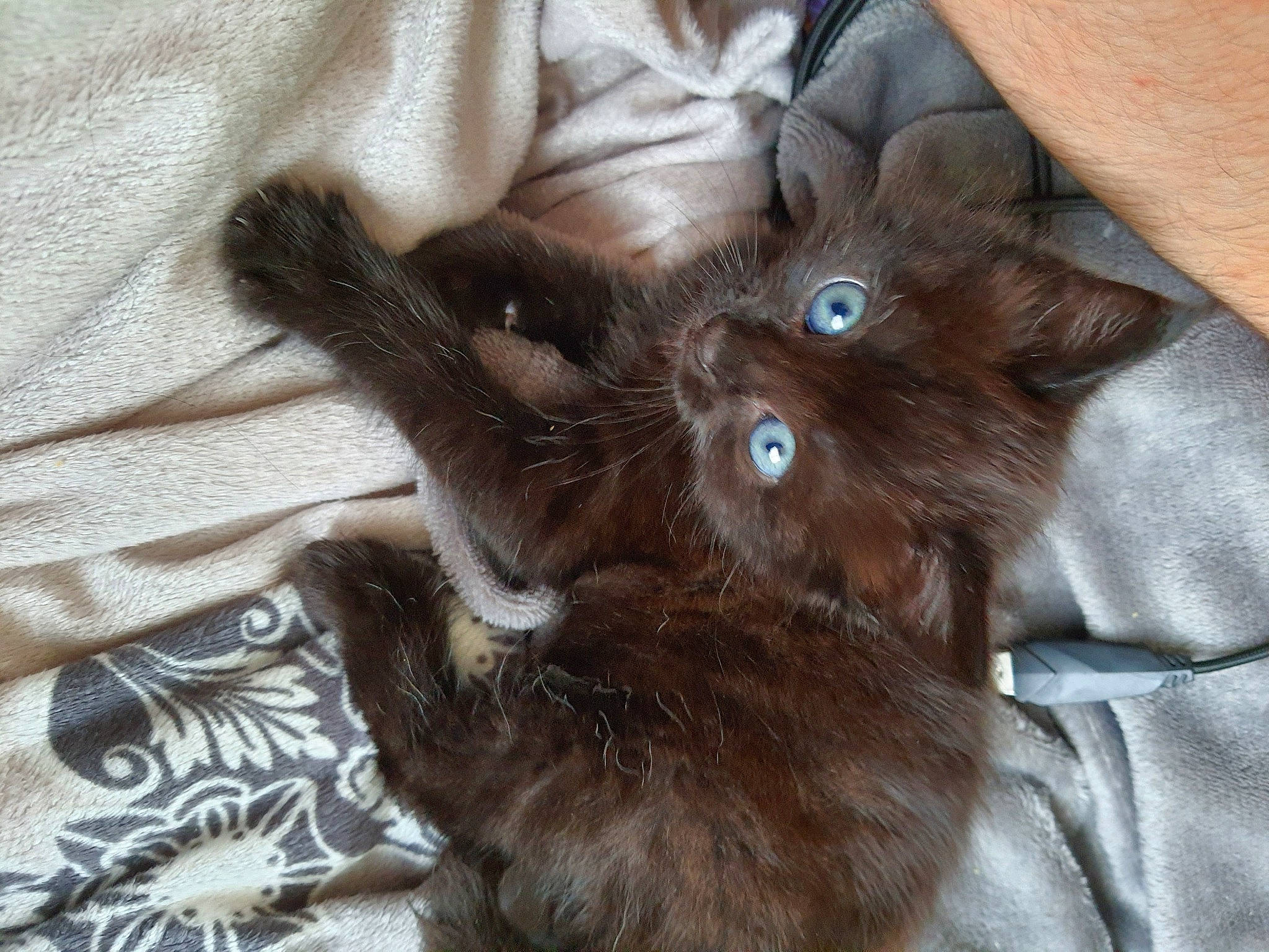 élia a rejoint le concours — aidez-le/la à gagner de superbes lots ! brown, carnivore, cat, claw, comfort, fawn, felidae, fur, kitten, linens, liver, small_to_medium_sized_cats, vertebrate, whiskers