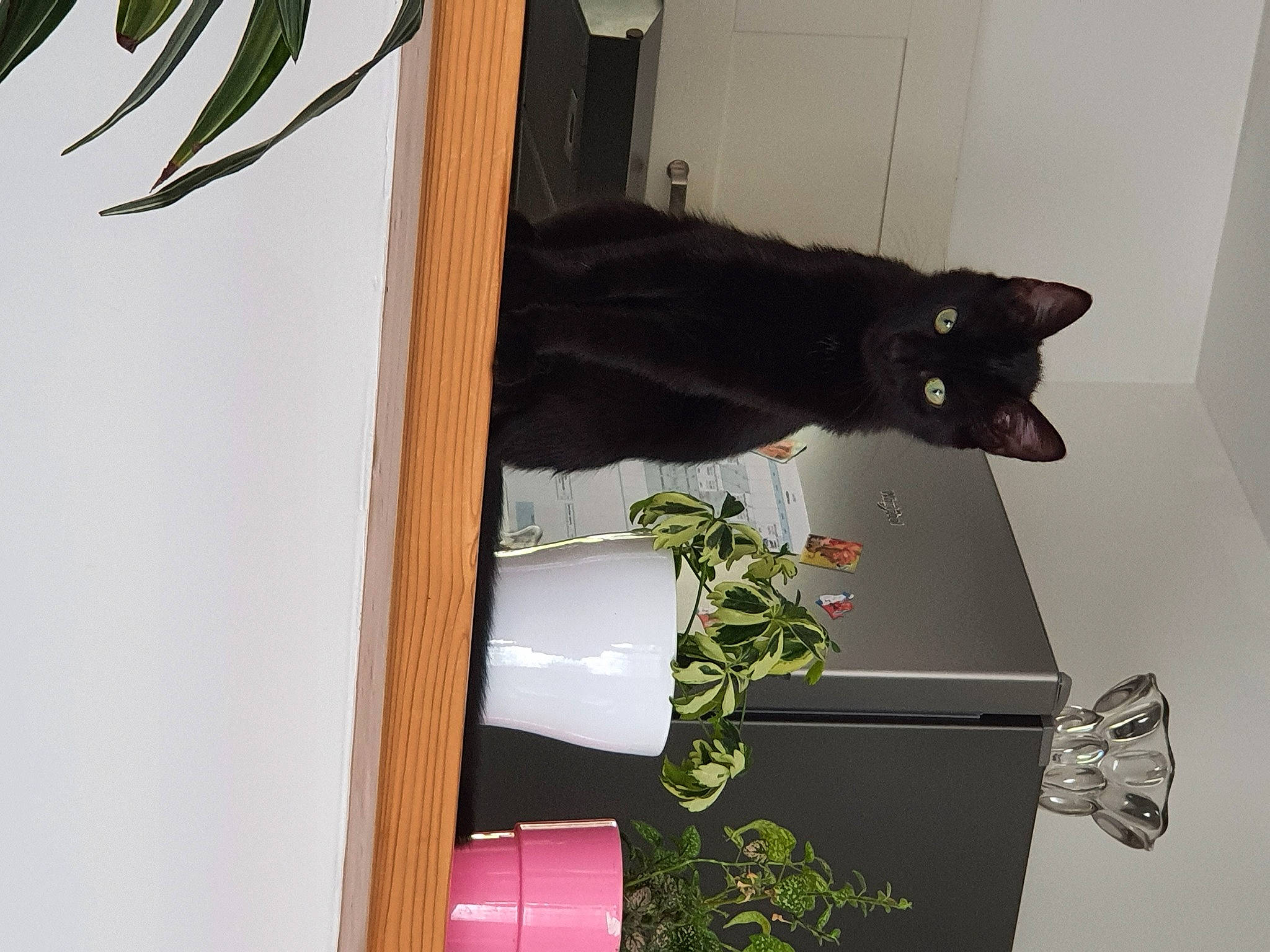 élia participe au concours pour gagner de l'argent avec cette photo : black_cat, bombay, box, carnivore, cat, domestic_short_haired_cat, felidae, small_to_medium_sized_cats, vertebrate, whiskers