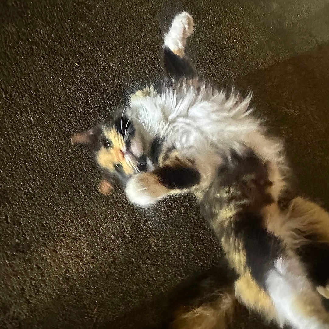 Trixy is registered to the contest to win money with this photo: animal, calico, cat, cute, dark_background, feline, fluffy, fur, lying_down, mammal, nighttime, outdoor, paw, pet, playful, relaxed, soft, tail, texture, whiskers