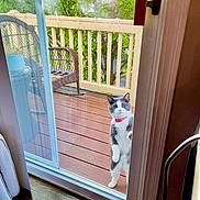 Sheba is registered to the contest to win money with this photo: animal, cat, collar, curious, daylight, domestic_cat, door_frame, glass_door, greenery, indoor, outdoor, pet, pink_collar, porch, reflection, vertical, wicker_chair, window, wood_floor, wooden_deck