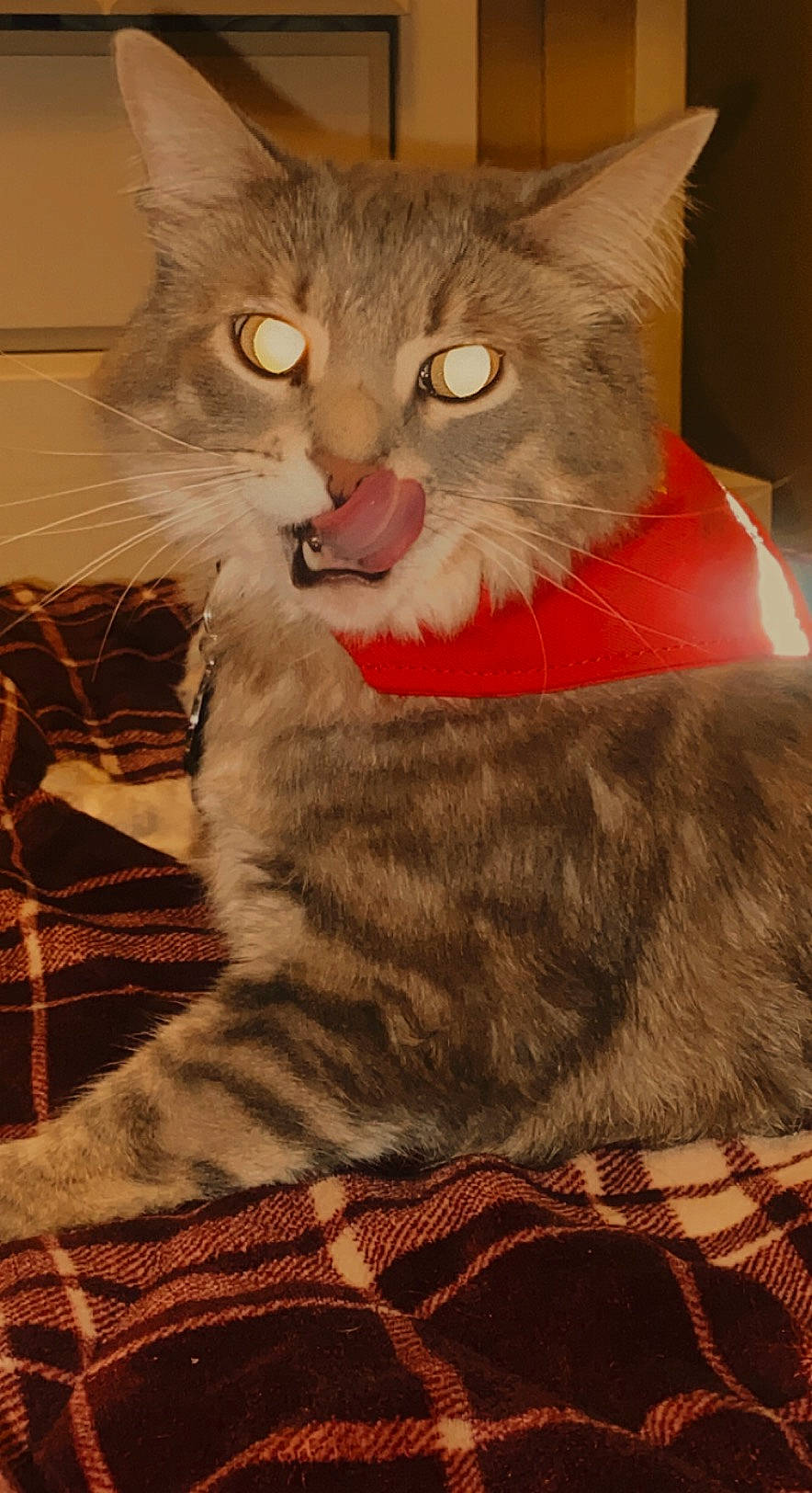 Gus is registered to the contest to win money with this photo: carnivore, cat, cat_supply, comfort, domestic_short_haired_cat, fawn, felidae, fur, paw, small_to_medium_sized_cats, snout, tail, terrestrial_animal, whiskers