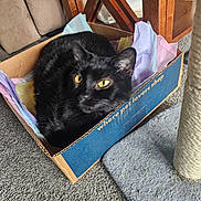 Bink Bink is registered to the contest to win money with this photo: animal, black_cat, box, cardboard_box, carpet, cat, close_up, cozy, curious, cute, domestic_cat, furniture, home, indoor, pet, pet_lovers_shop, relaxed, scratching_post, tissue_paper, yellow_eyes