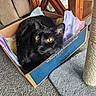black_cat, cat, cardboard_box, tissue_paper, yellow_eyes, indoor, carpet, scratching_post, furniture, cozy, pet, animal, curious, relaxed, box, close_up, domestic_cat, cute, pet_lovers_shop, home