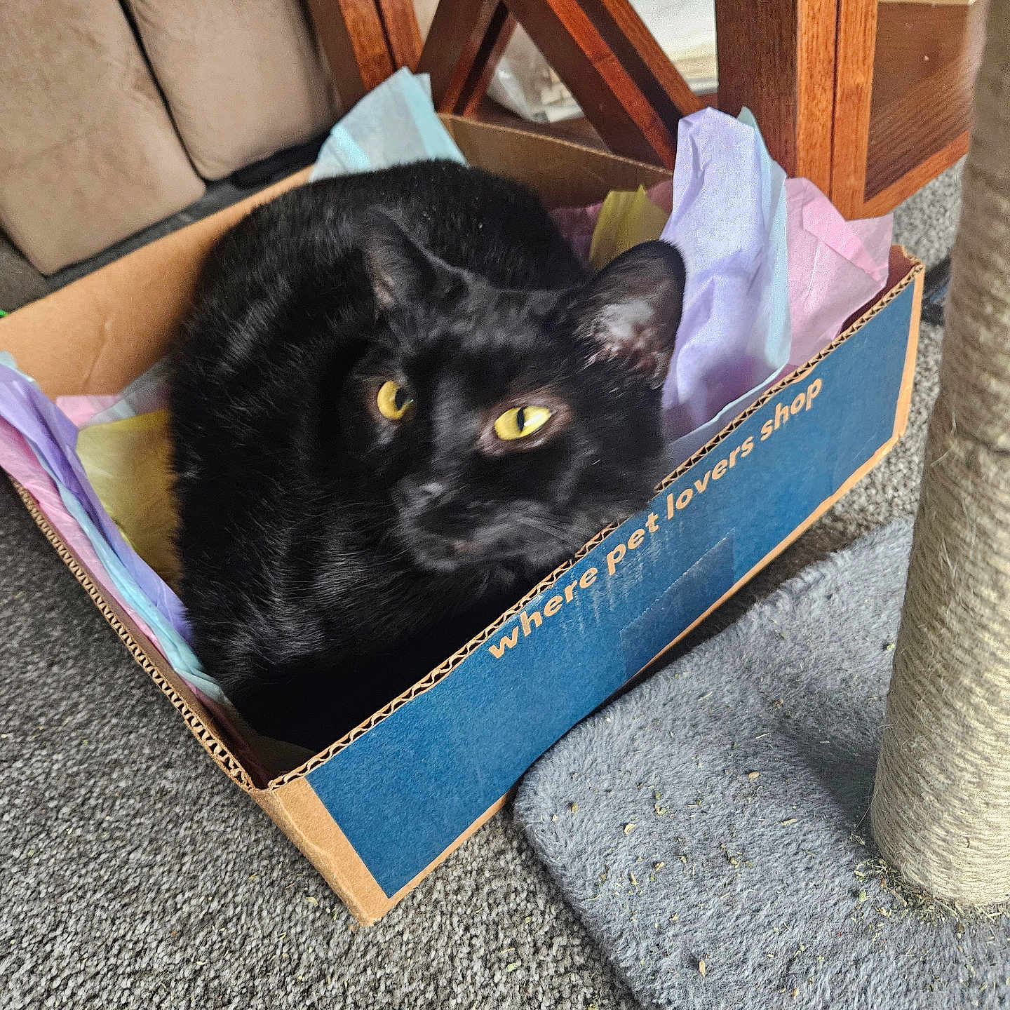 Bink Bink is registered to the contest to win money with this photo: animal, black_cat, box, cardboard_box, carpet, cat, close_up, cozy, curious, cute, domestic_cat, furniture, home, indoor, pet, pet_lovers_shop, relaxed, scratching_post, tissue_paper, yellow_eyes