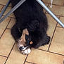 dog, sleeping, floor, tile, indoor, black_fur, tan_fur, paw, resting, metal_frame, chair, pink_cloth, yellow_balls, quiet, pet, animal, fur, relaxing, cozy, home