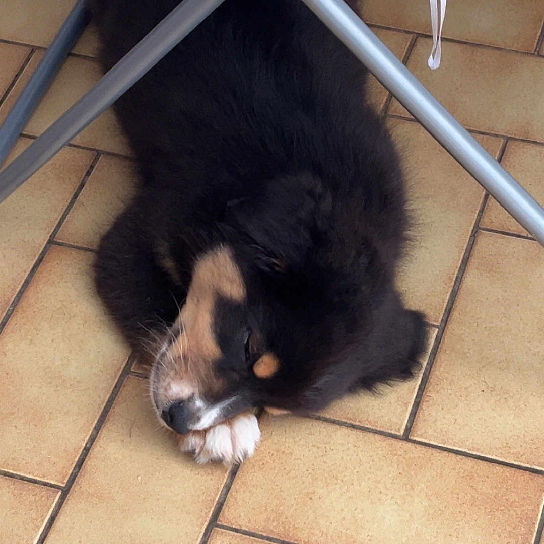 Paco participe au concours pour gagner de l'argent avec cette photo : animal, black_fur, chair, cozy, dog, floor, fur, home, indoor, metal_frame, paw, pet, pink_cloth, quiet, relaxing, resting, sleeping, tan_fur, tile, yellow_balls