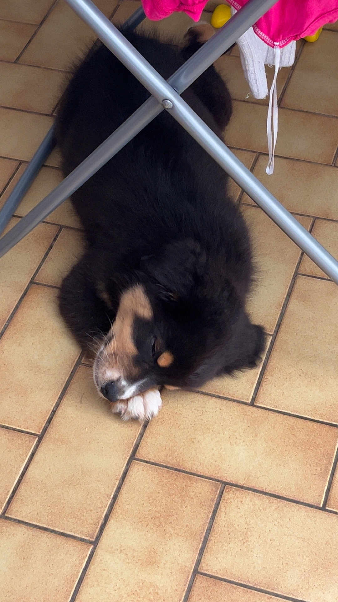 Paco participe au concours pour gagner de l'argent avec cette photo : dog, sleeping, floor, tile, indoor, black_fur, tan_fur, paw, resting, metal_frame, chair, pink_cloth, yellow_balls, quiet, pet, animal, fur, relaxing, cozy, home