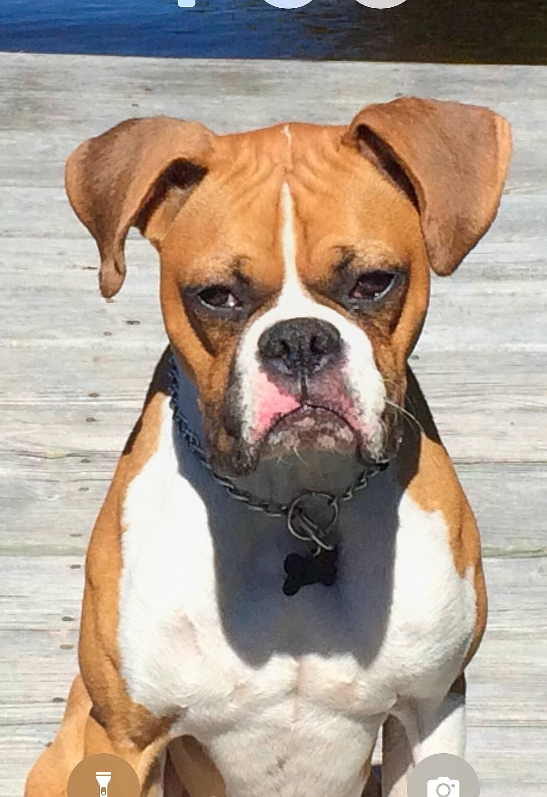 Jitterbug joined the competition — help win amazing prizes! ancient_dog_breeds, bulldog, canidae, carnivore, collar, companion_dog, dog, dog_breed, dog_collar, fawn, liver, non_sporting_group, snout, sporting_group, terrestrial_animal, water, whiskers, working_animal, working_dog