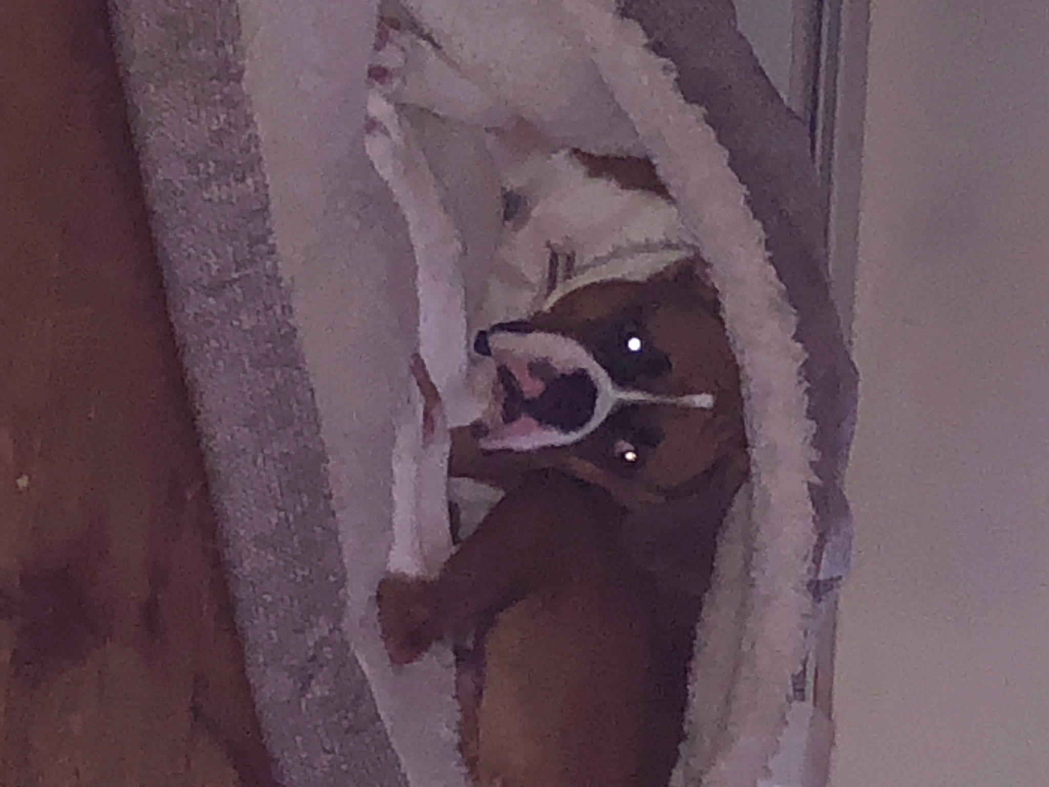 Rip joined the competition — help win amazing prizes! art, ceiling, concrete, door, drawing, flooring, fur, grey, illustration, magenta, paint, painting, plaster, room, stairs, tints_and_shades, visual_arts, wall, window, wood