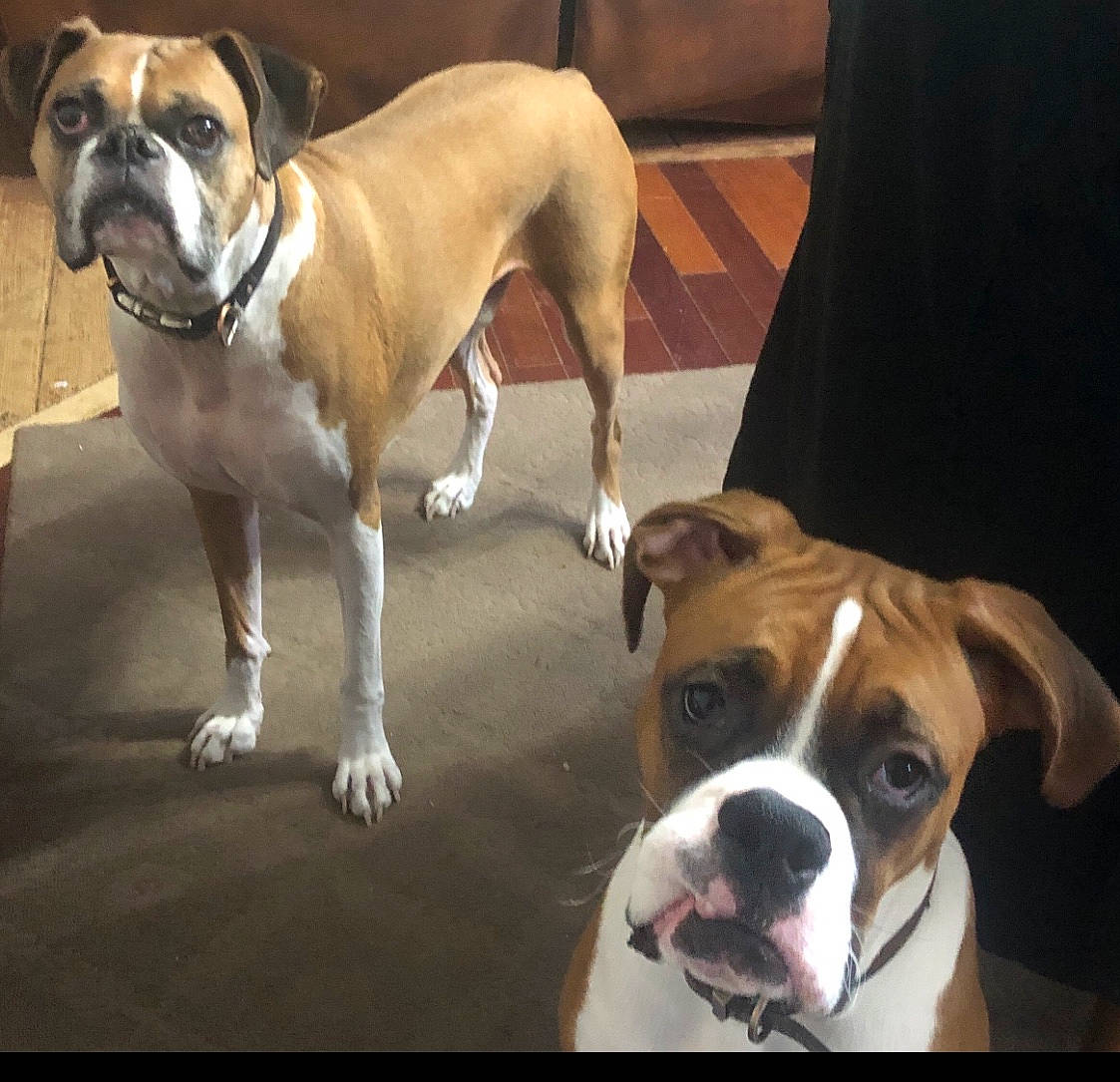 Rip is registered to the contest to win money with this photo: ancient_dog_breeds, boxer, bulldog, canidae, carnivore, chair, collar, companion_dog, dog, dog_breed, dog_collar, fawn, molosser, non_sporting_group, snout, sporting_group, whiskers, working_animal, working_dog, wrinkle