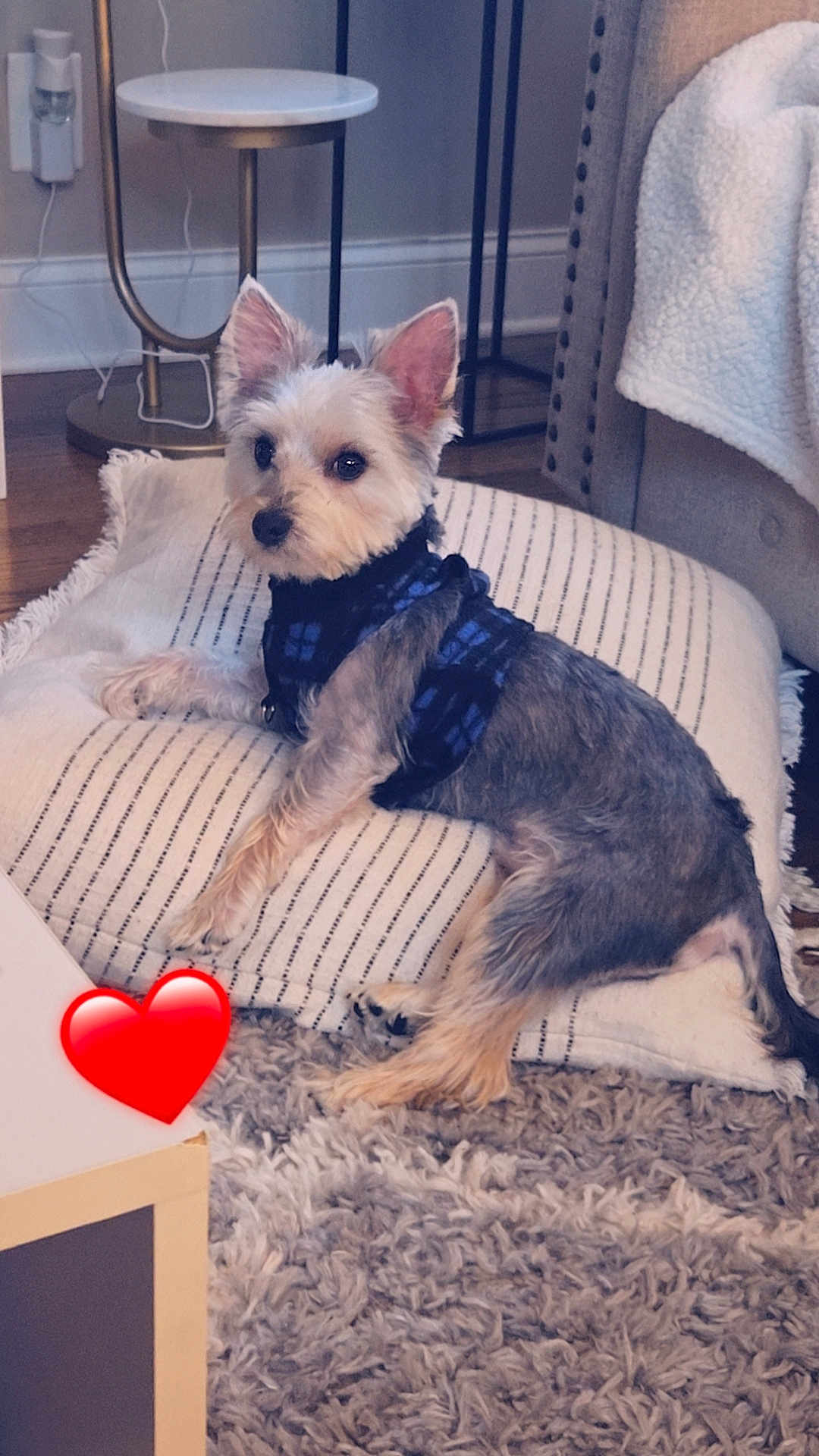 Kash joined the competition — help win amazing prizes! dog, pet, indoor, pillow, rug, furniture, lamp, cozy, plaid, blue, striped, cute, small_dog, relaxed, home, decor, heart_emoji, lying_down, canine, comfort