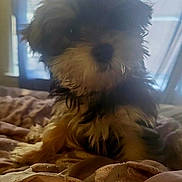 Kash joined the competition — help win amazing prizes! dog, puppy, bed, blanket, fur, indoor, window, curtain, soft_light, cozy, pet, animal, mammal, cute, small_dog, resting, furry, closeup, domestic_animal, relaxing