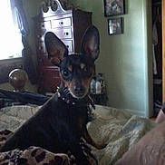 Lilybell joined the competition — help win amazing prizes! dog, bed, blanket, furniture, dresser, window, curtains, room, indoor, pet, animal, ears, collar, wall, picture_frame, lighting, sleeping_area, home, rest, comfort