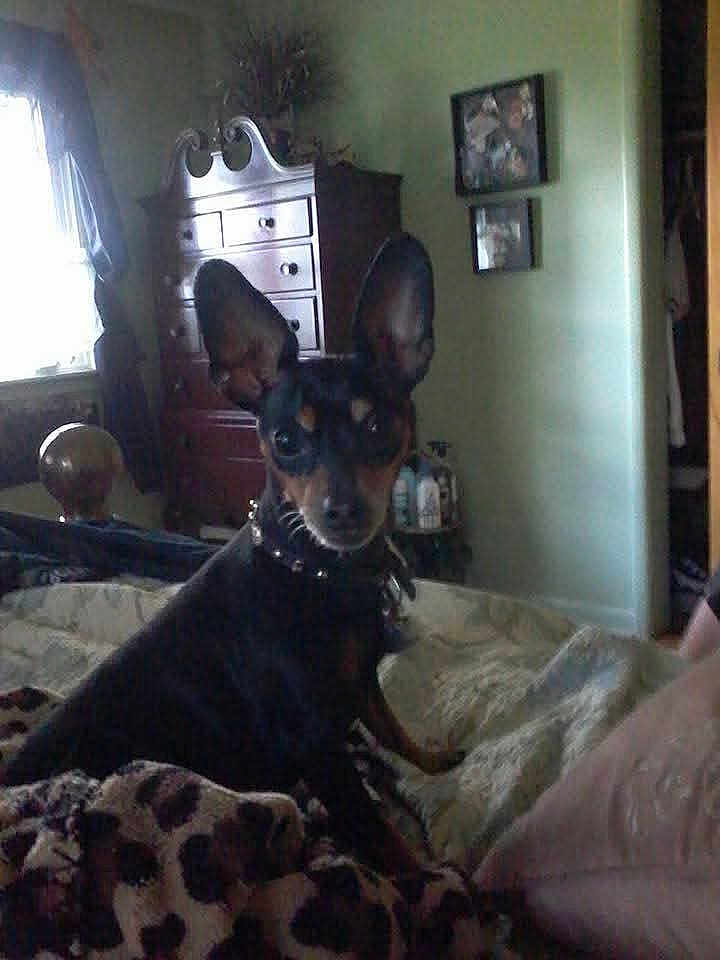 Lilybell joined the competition — help win amazing prizes! dog, bed, blanket, furniture, dresser, window, curtains, room, indoor, pet, animal, ears, collar, wall, picture_frame, lighting, sleeping_area, home, rest, comfort