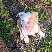 Chase is registered to the contest to win money with this photo: puppy, dog, grass, gravel, blue_eyes, tan_and_white, paws, nose, ears, sitting, looking_up, top_down_view, outdoors, sunlight, shadow, ground, cute, young_dog, collar, attentive