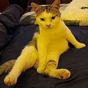 Tiny joined the competition — help win amazing prizes! cat, feline, pet, indoor, bed, blanket, paws, sitting, cute, looking_at_camera, whiskers, fur, bedroom, blue_bedspread, lounging, playful, portrait, domestic_animal, front_paws, tail