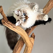 Uby a rejoint le concours — aidez-le/la à gagner de superbes lots ! cat, kitten, fluffy, blue_eyes, white_fur, gray_fur, long_hair, animal, pet, portrait, adorable, lying_down, upside_down, wooden_perch, tree_branch, indoor, soft_lighting, close_up, whiskers, playful