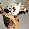 cat, kitten, fluffy, blue_eyes, white_fur, gray_fur, long_hair, animal, pet, portrait, adorable, lying_down, upside_down, wooden_perch, tree_branch, indoor, soft_lighting, close_up, whiskers, playful