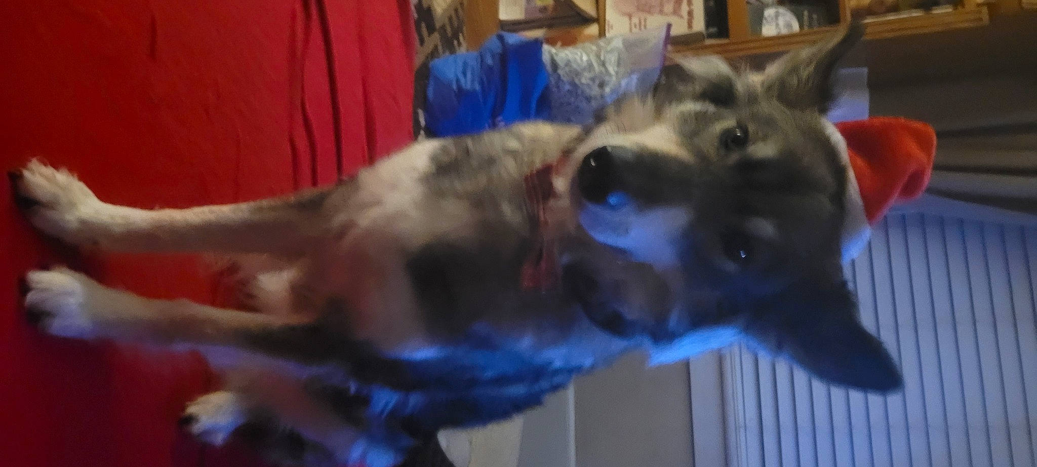 Miss Mila joined the competition — help win amazing prizes! canidae, carnivore, collar, companion_dog, dog, dog_breed, ear, electric_blue, fawn, felidae, fur, german_shepherd_dog, kai_ken, mexican_hairless_dog, schnauzer, small_to_medium_sized_cats, snout, sporting_group, whiskers, working_animal