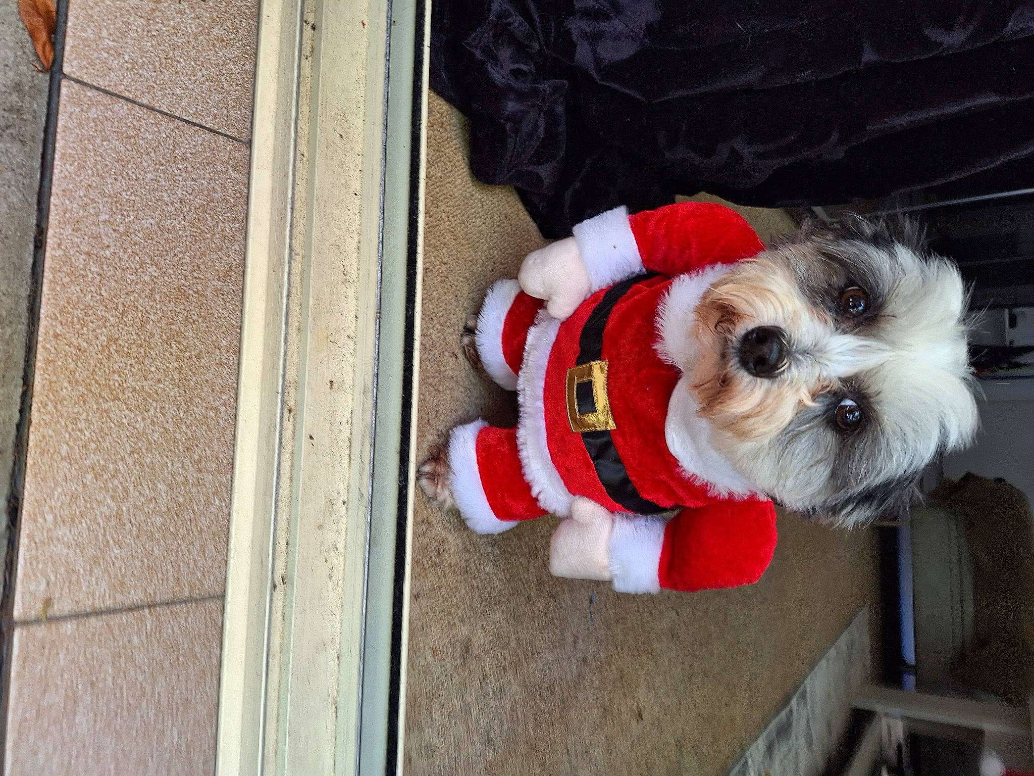 Toby joined the competition — help win amazing prizes! canidae, carmine, carnivore, collar, companion_dog, dog, dog_breed, dog_clothes, dog_collar, dog_supply, flooring, fur, pet_supply, small_terrier, snout, sunglasses, terrier, toy_dog, wood, working_animal