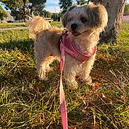 Sophia is registered to the contest to win money with this photo: dog, small_dog, pink_harness, leash, grass, tree, sunlight, park, outdoor, happy, tongue_out, curly_tail, daytime, nature, canine, pet, animal, walking, greenery, blue_sky