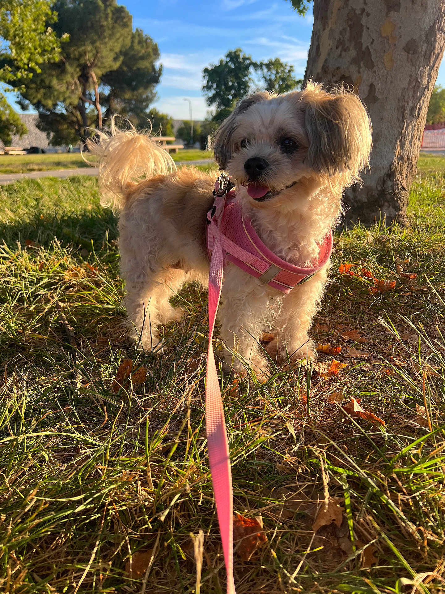 Sophia is registered to the contest to win money with this photo: dog, small_dog, pink_harness, leash, grass, tree, sunlight, park, outdoor, happy, tongue_out, curly_tail, daytime, nature, canine, pet, animal, walking, greenery, blue_sky