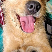 Chica Robles is registered to the contest to win money with this photo: dog, tongue_out, brown_fur, close_up, indoor, pet, happy, canine, fur, animal, friendly, looking_at_camera, mouth_open, ears, face, cute, playful, expression, domestic_animal, smiling