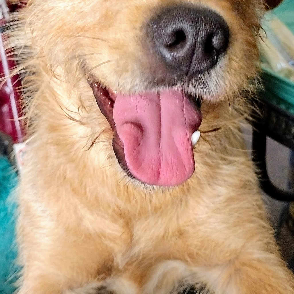 Chica Robles is registered to the contest to win money with this photo: dog, tongue_out, brown_fur, close_up, indoor, pet, happy, canine, fur, animal, friendly, looking_at_camera, mouth_open, ears, face, cute, playful, expression, domestic_animal, smiling