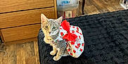 Opal is registered to the contest to win money with this photo: cat, gray_tabby, dress, red_bow, strawberry_pattern, black_blanket, bed, wooden_floor, dresser, storage_drawers, indoor, pet, feline, furniture, home, cute, sitting, animal, domestic, cozy