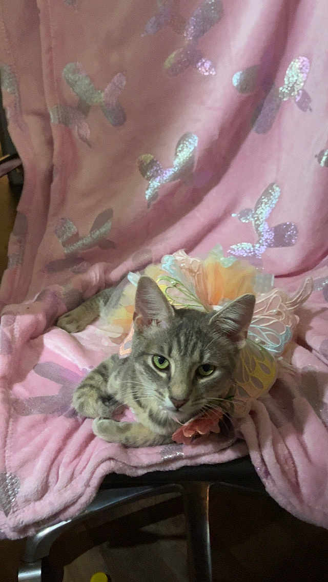 Opal joined the competition — help win amazing prizes! cat, gray_tabby, pet, animal, pink_blanket, butterfly_pattern, chair, indoor, furry, relaxed, cute, accessory, flower, decorative, close_up, feline, resting, soft_texture, domestic, portrait