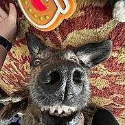 Sullivan is registered to the contest to win money with this photo: dog, close_up, nose, teeth, smile, carpet, patterned_rug, gingerbread_cookie, hand, indoor, pet, tongue_out, funny_face, ears, furry, animal, lying_down, brown, black, playful