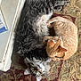 cat, cats, tabby_cat, orange_cat, fur, pet, animal, curling, resting, indoor, carpet, rug, floor, cabinet, foot, cozy, cute, domestic, companionship, relaxation