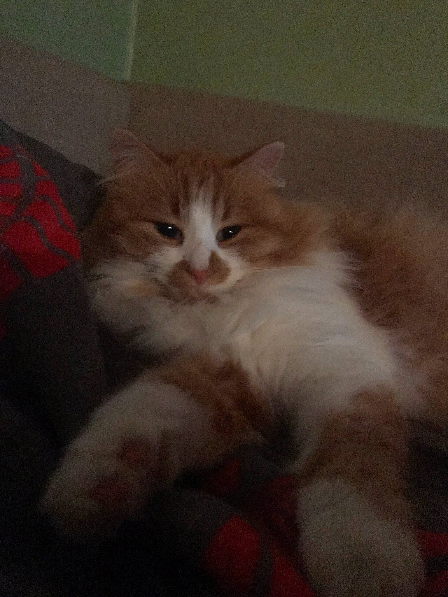 Symba participe au concours pour gagner de l'argent avec cette photo : british_semi_longhair, carnivore, cat, domestic_long_haired_cat, felidae, fur, kitten, mammal, norwegian_forest_cat, ragamuffin, small_to_medium_sized_cats, whiskers