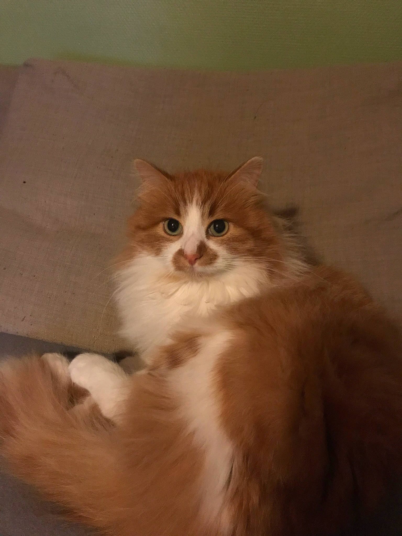 Symba a rejoint le concours — aidez-le/la à gagner de superbes lots ! american_curl, asian_semi_longhair, british_semi_longhair, carnivore, cat, cymric, domestic_long_haired_cat, fawn, felidae, fur, kitten, maine_coon, mammal, napoleon_cat, norwegian_forest_cat, ragamuffin, siberian, small_to_medium_sized_cats, vertebrate, whiskers