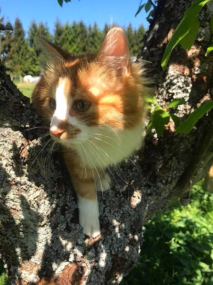 Symba participe au concours pour gagner de l'argent avec cette photo : aegean_cat, american_wirehair, carnivore, cat, domestic_short_haired_cat, fawn, felidae, german_rex, organism, plant, small_to_medium_sized_cats, tree, turkish_van, whiskers