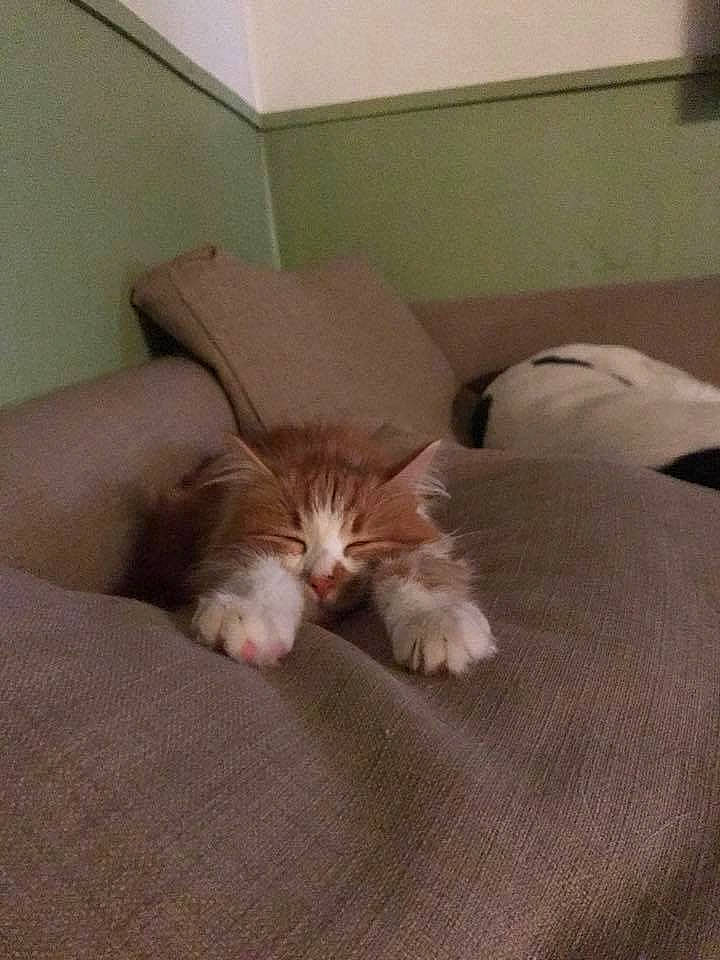 Symba participe au concours pour gagner de l'argent avec cette photo : carnivore, cat, ear, fawn, felidae, floor, flooring, fur, kitten, maine_coon, nap, norwegian_forest_cat, nose, polydactyl_cat, sleep, small_to_medium_sized_cats, tail, whiskers