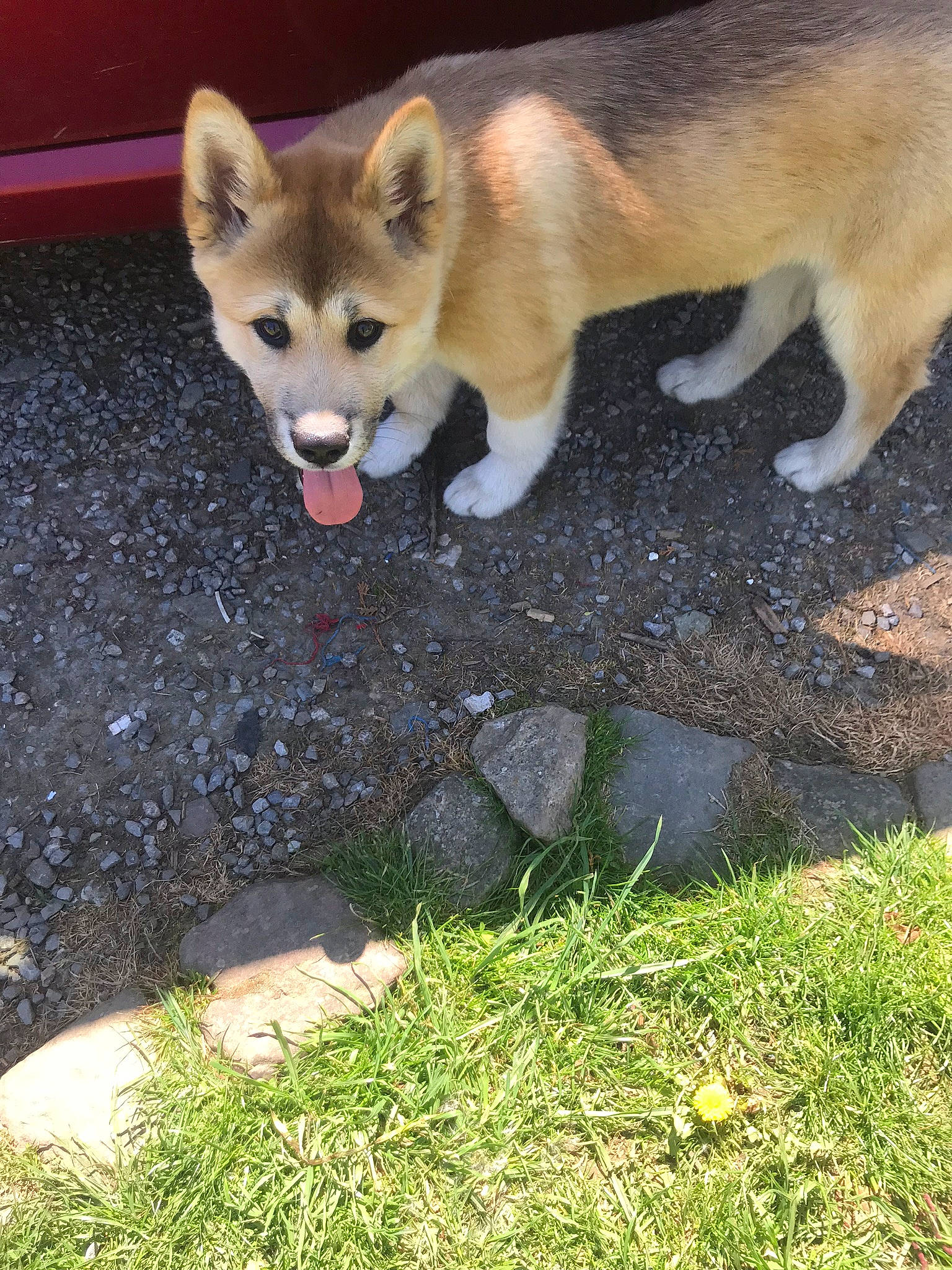 Leïka participe au concours pour gagner de l'argent avec cette photo : akita, akita_inu, canidae, canis, carnivore, dog, dog_breed, fawn, korean_jindo_dog, mammal, new_guinea_singing_dog, non_sporting_group, saarloos_wolfdog, shiba_inu, shikoku, tail, tamaskan_dog, vertebrate, wildlife, wolfdog