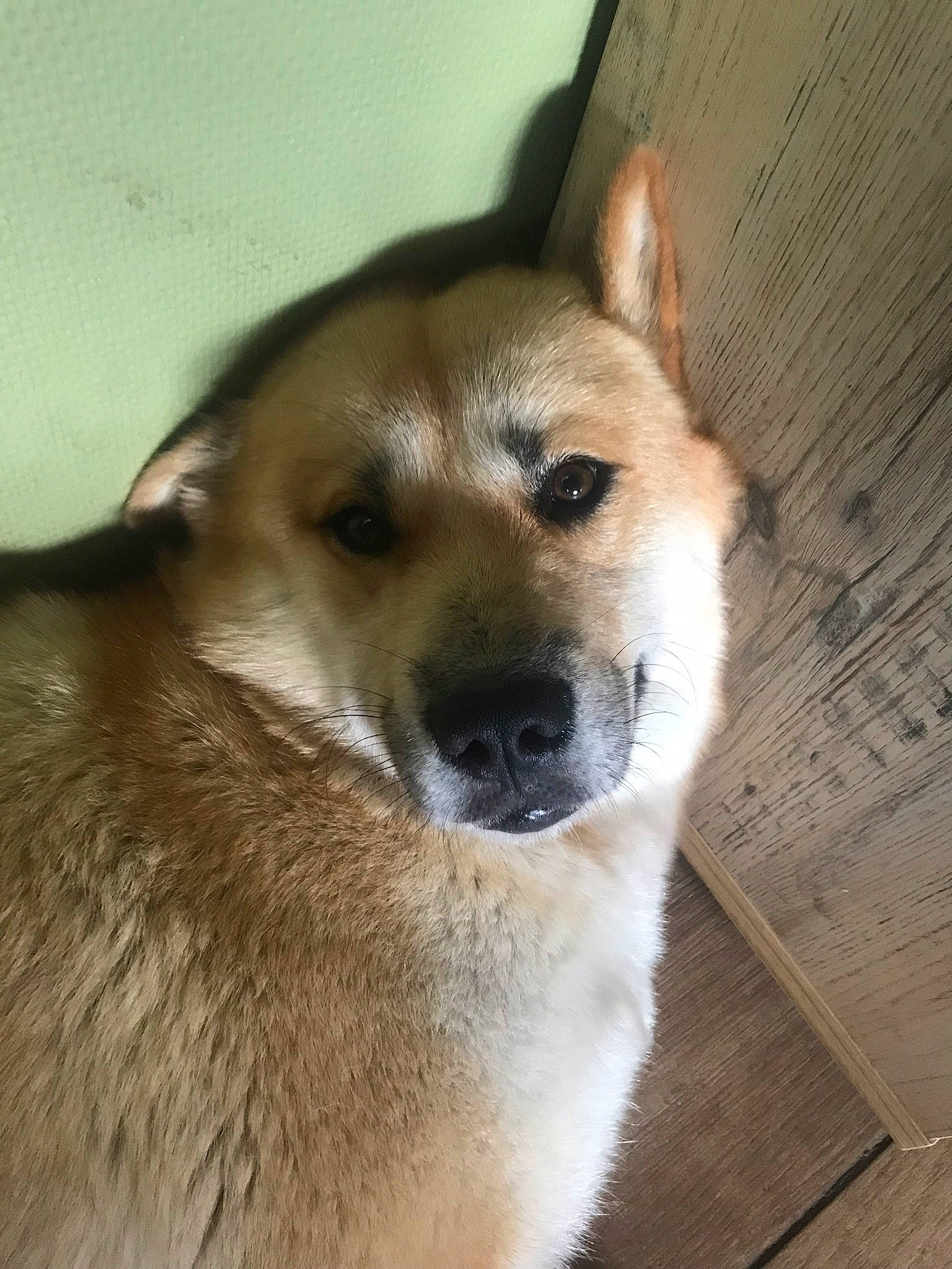 Leïka participe au concours pour gagner de l'argent avec cette photo : ancient_dog_breeds, canaan_dog, canidae, carnivore, dog, dog_breed, fawn, korean_jindo_dog, labrador_husky, mammal, non_sporting_group, norwegian_buhund, nose, rare_breed_dog, shiba_inu, shikoku, snout, sporting_group, vertebrate, whiskers