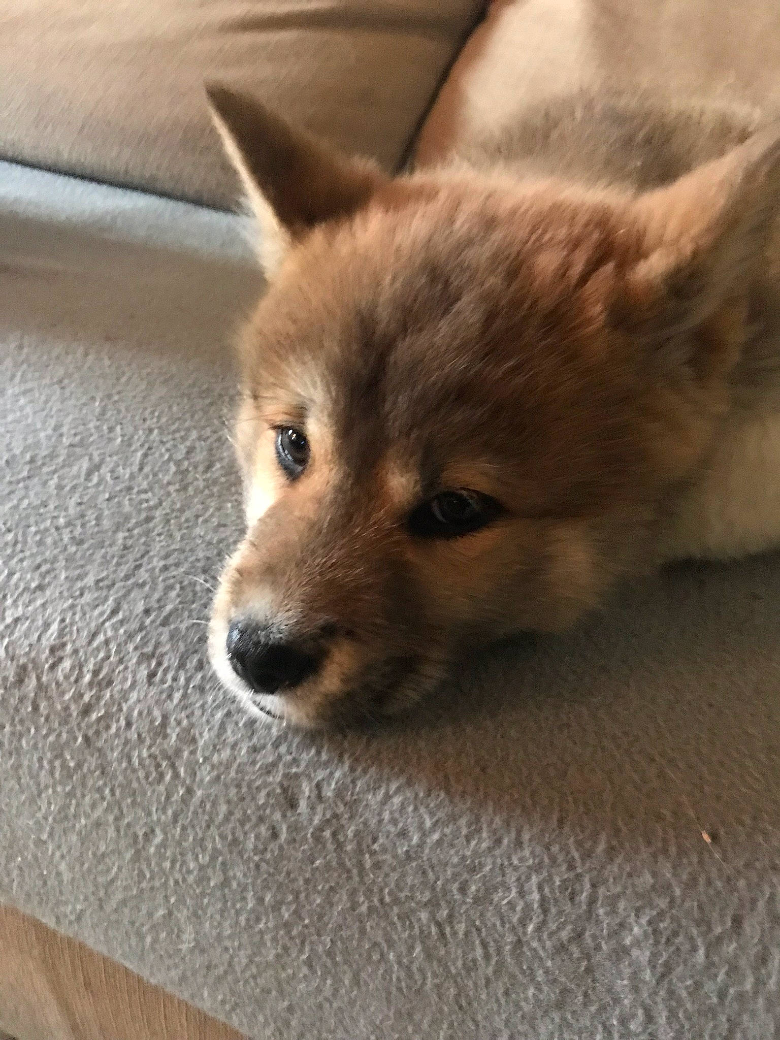 Leïka participe au concours pour gagner de l'argent avec cette photo : akita, akita_inu, canidae, carnivore, dog, dog_breed, fawn, finnish_spitz, korean_jindo_dog, mammal, non_sporting_group, norwegian_buhund, puppy, rare_breed_dog, shiba_inu, shikoku, snout, vertebrate, whiskers, wolfdog