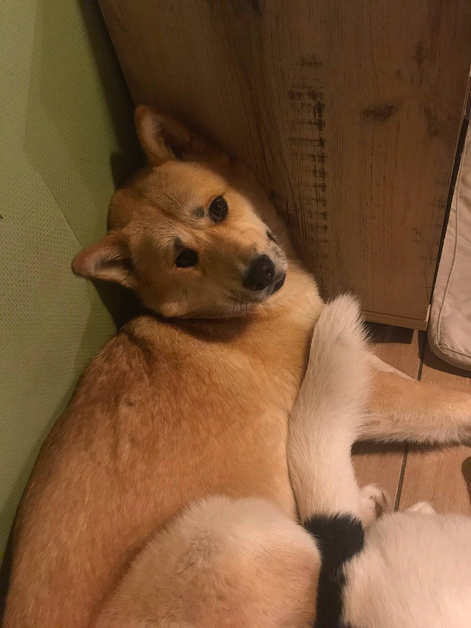 Leïka participe au concours pour gagner de l'argent avec cette photo : canidae, carnivore, chinook, dog, dog_breed, fawn, korean_jindo_dog, mammal, puppy, snout, sporting_group, vertebrate, whiskers