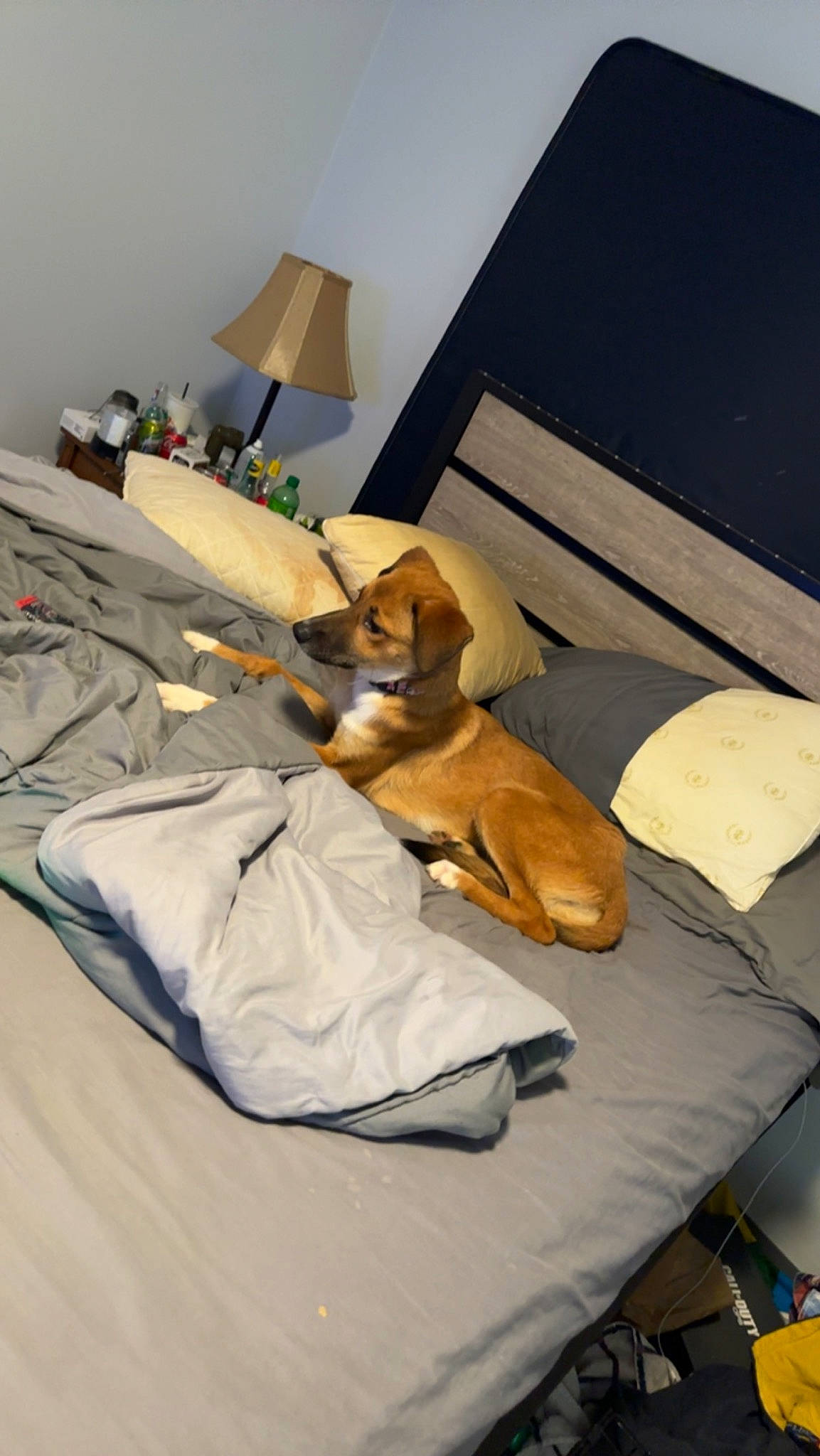 Bell is registered to the contest to win money with this photo: bed, bedding, bedroom, carnivore, comfort, companion_dog, couch, dog, dog_breed, dog_supply, fawn, floor, flooring, hardwood, lamp, linens, pillow, sporting_group, wood, working_animal